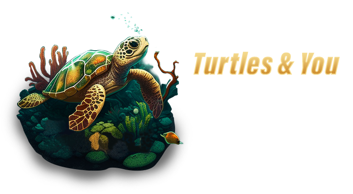 Turtle Snorkeling Oahu